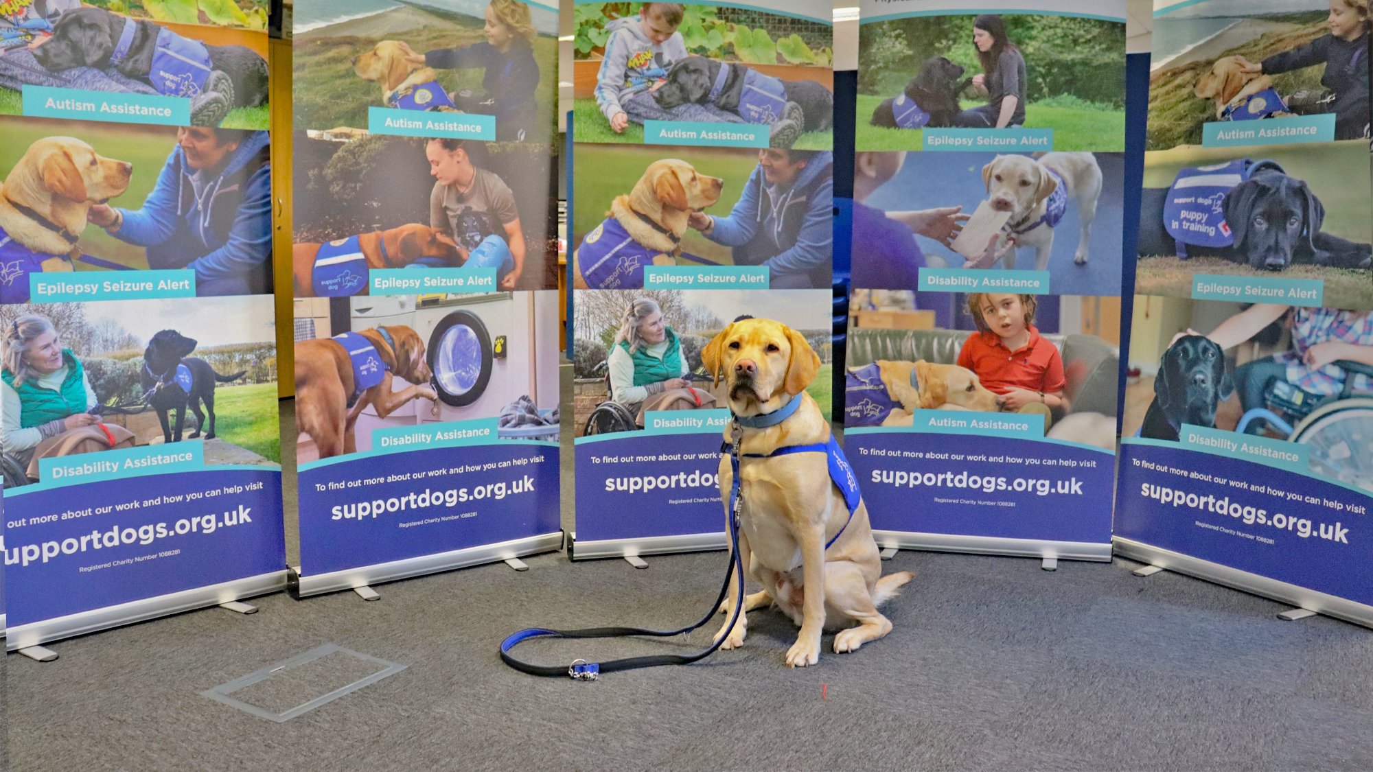 A yellow Labrador Retriever wearing a blue service dog vest sitting in front of informational banners about support dogs for various disabilities and conditions, with a black leash attached to the collar.